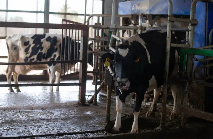 Una vaca lechera, de la raza bovina frisona, en las instalaciones de la granja, Sociedad Agraria de Transformaci&oacute;n (SAT) Hermanos Miguel, a 19 de marzo, en Talavera de la Reina, Toledo, Castilla La Mancha (Espa&ntilde;a). Esta ganader&iacute;a se ha visto afectada por la falta de suministro de soja para alimentar a sus vacas, debido a la huelga del transporte, convocada a nivel nacional por la Plataforma para la Defensa del Sector de Transporte de Mercanc&iacute;as por Carretera Nacional e Internacional. Las ganader&iacute;as tampoco pueden enviar el producto a las cadenas de distribuci&oacute;n, lo que ha provocado la anulaci&oacute;n de capacidad de almacenamiento y envasado. Este paro pone en riesgo el abastecimiento de productos b&aacute;sicos en la alimentaci&oacute;n de las personas como son la leche y los l&aacute;cteos. Adem&aacute;s la falta de cereal de Ucrania, por la invasi&oacute;n rusa, est&aacute; encareciendo la alimentaci&oacute;n del ganado.
19 MARZO 2022;GANADER&Iacute;A;GANADO;LECHE;PRODUCTOS B&Aacute;SICOS;ALIMENTACI&Oacute;N;
Isabel Infantes / Europa Press
19/3/2022