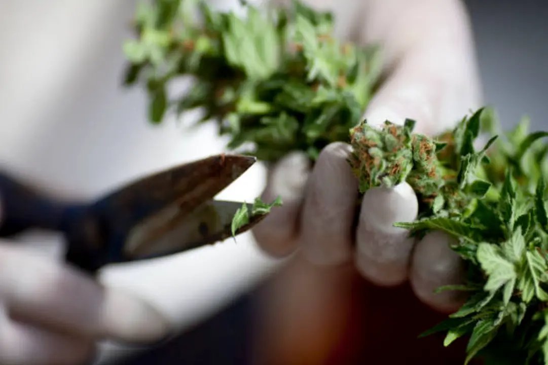 marihuana
