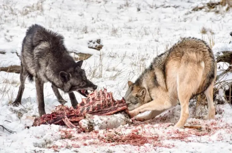 La caza del lobo seguir&aacute; estando prohibida en Espa&ntilde;a. El pleno del Congreso rechazar&aacute; esta noche el intento del PP de tumbar la orden dictada hace nueve meses por el Ministerio de Transici&oacute;n Ecol&oacute;gica, la que convirti&oacute; a esta canido salvaje aut&oacute;ctono en una especie protegida en toda la pen&iacute;nsula ib&eacute;rica y, por lo tanto, en una pieza vedada