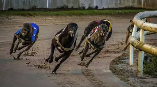 carreras con galgos