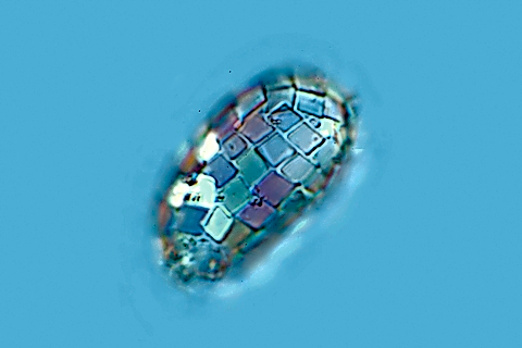 Organismo llamado &lsquo;taxon&rsquo; sobre el biofim de la cueva. / ASTROLAND