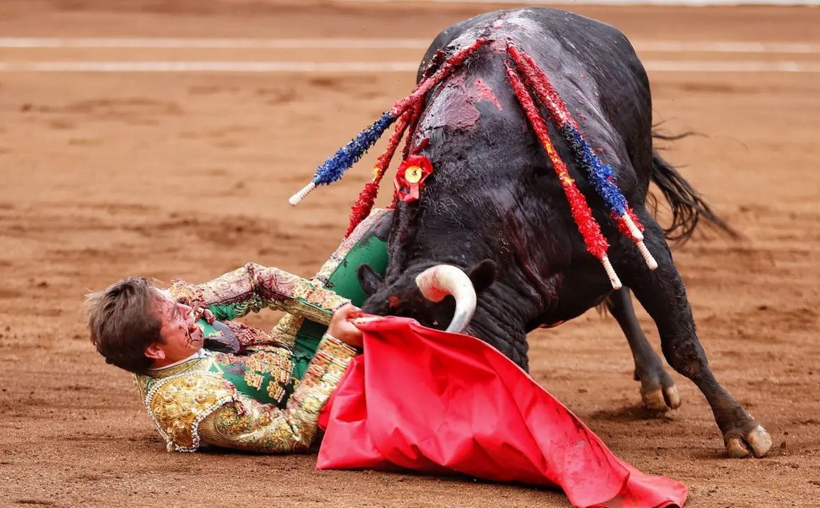 D&aacute;vila Miura vuelve a nacer tras ser corneado. / ALERTA