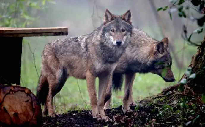 Lobo iberico en los Picos de Europa. / EP