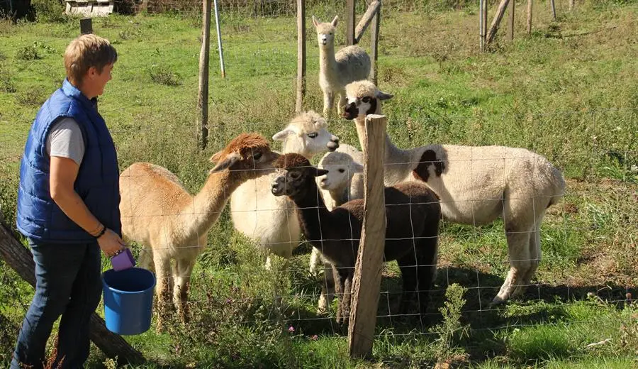 Tina Kirchhoff y Verena Christmann son una pareja de amigas de origen alem&aacute;n que, despu&eacute;s de dos d&eacute;cadas residiendo en Espa&ntilde;a y justo antes de la pandemia, iniciaron la aventura de asentar una granja de alpacas en Laredo (Cantabria) para comercializar la lana y confeccionar abrigadas prendas para el invierno. Tras descubrir por primera vez en un viaje a Nueva Zelanda a estos dom&eacute;sticos mam&iacute;feros de ascendencia americana, Tina, trotamundos y de profesi&oacute;n bibliotecaria, qued&oacute; seducida por su simpat&iacute;a y se propuso criarlos pese a carecer de experiencia previa. EFE/Miguel Ramos
