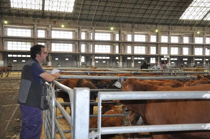 Feria Ganados de Torrelavega. / F.G.P.