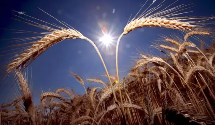 Un campo de trigo, cereal que sirvi&oacute; de dieta a los humanos que vivieron en Menorca hace entre 3.600 y 2.800 a&ntilde;os. EFE/Karl-Joseph Hildenbrand