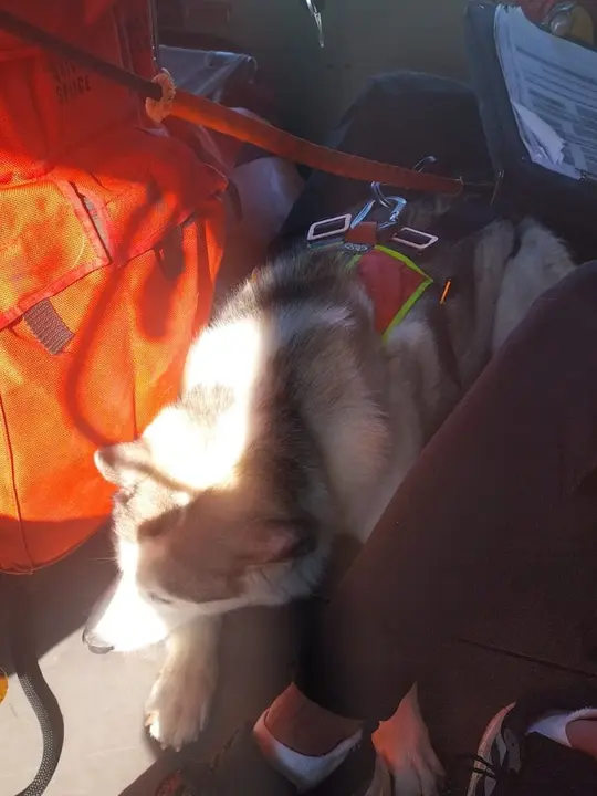 Perro rescatado por el 112 en la ruta de los Ojos del Diablo, en Liendo. / 112