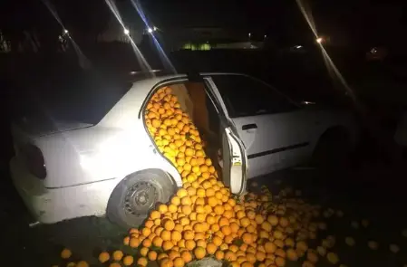 Naranjas robadas e intervenidas por la Polic&iacute;a Local. / PLS