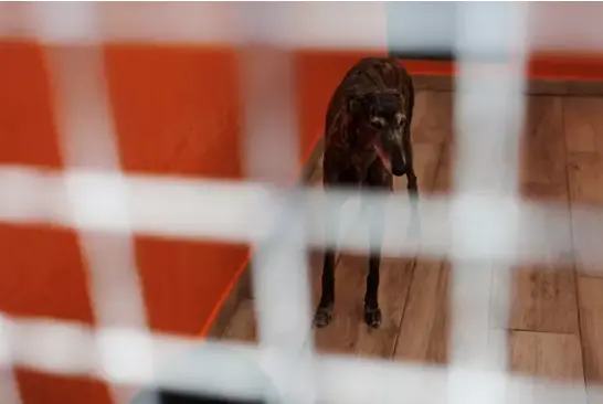 Perro. / ALEJANDRO MART&Iacute;NEZ V&Eacute;LEZ