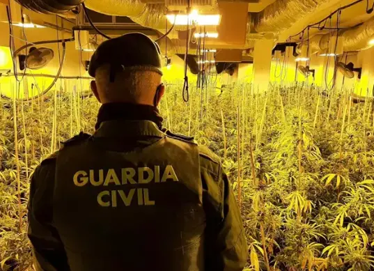 Incautaci&oacute;n de una plantaci&oacute;n de marihuana. / GC