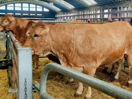 Ejemplares en el Mercado Nacional de Ganados de Torrelavega. / AC