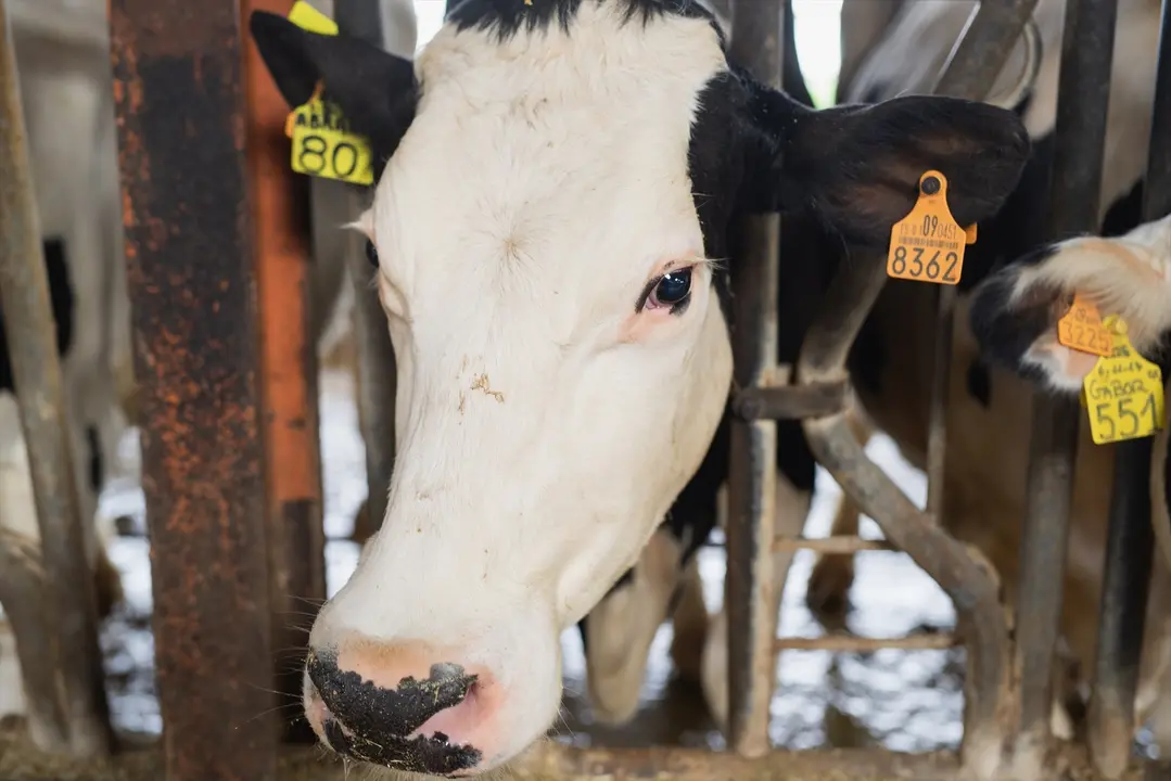 Una vaca lechera. / Alerta