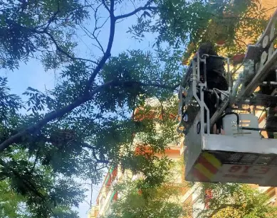 Los Bomberos hallan una serpiente de 15 kilos en un &aacute;rbol en Barcelona. / BB