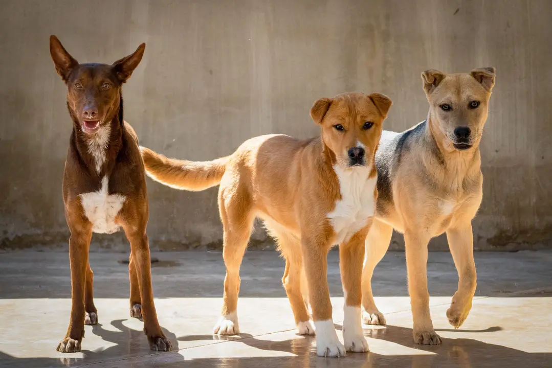 Perros abandonados. / BIOPARC