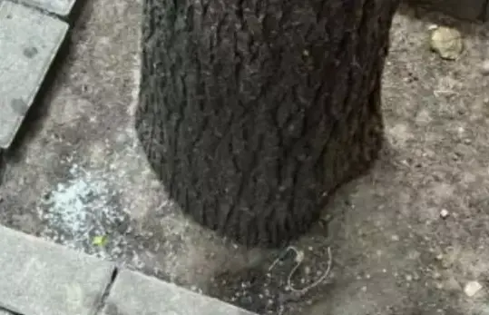 Arroz depositado en un alcorque por una mujer que ha sido denunciada en Valladolid.  / PLV