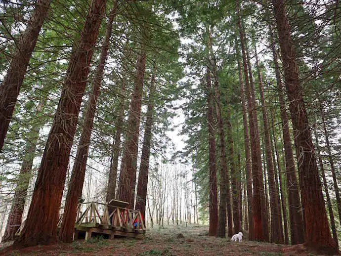 Instant&aacute;nea del bosque de las secuoyas, en Cabez&oacute;n de la Sal. / ACS