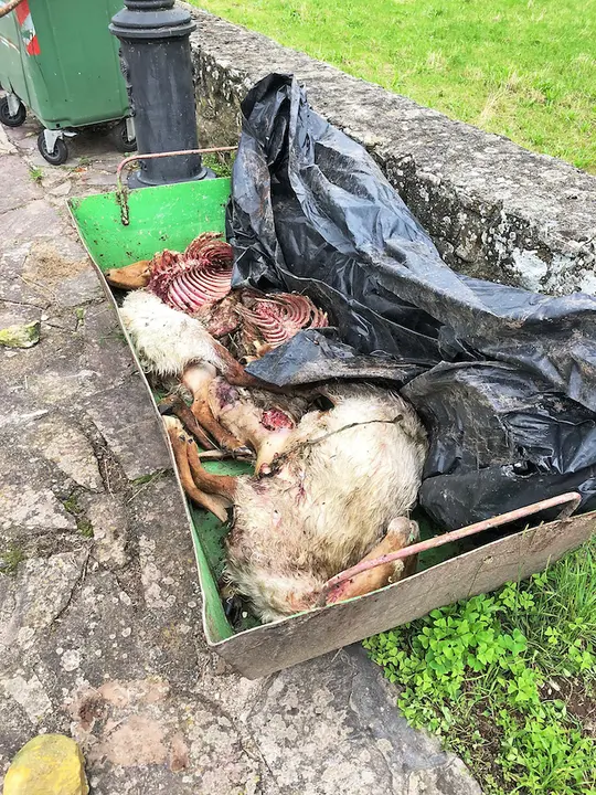 Restos de la ovejas atacadas por los lobos en Trece&ntilde;o. / ALERTA