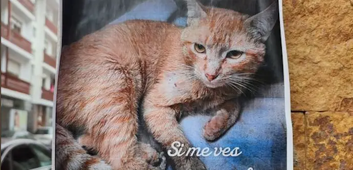 El gato/a perdido en la localidad de San Vicente de la Barquera.