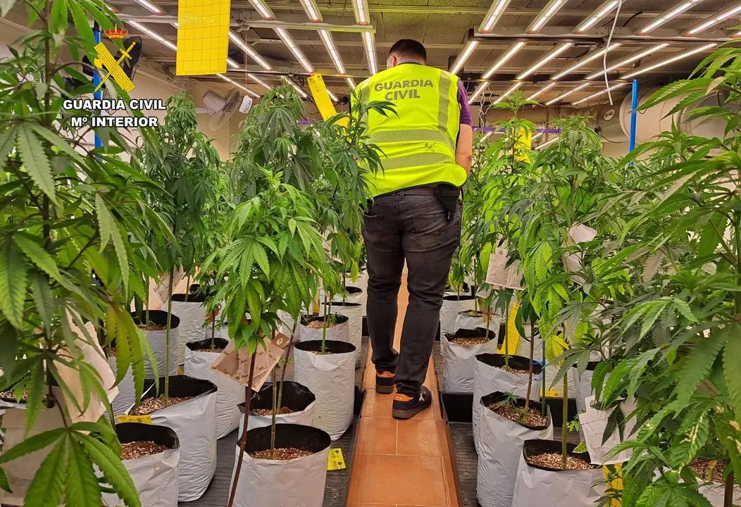 La Guardia Civil ha desmantelado una plantaci&oacute;n de marihuana. / Alerta
