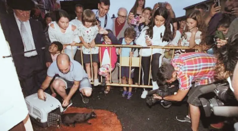 Un momento de la suelta de la gata por parte de los organizadores de la fiesta.
