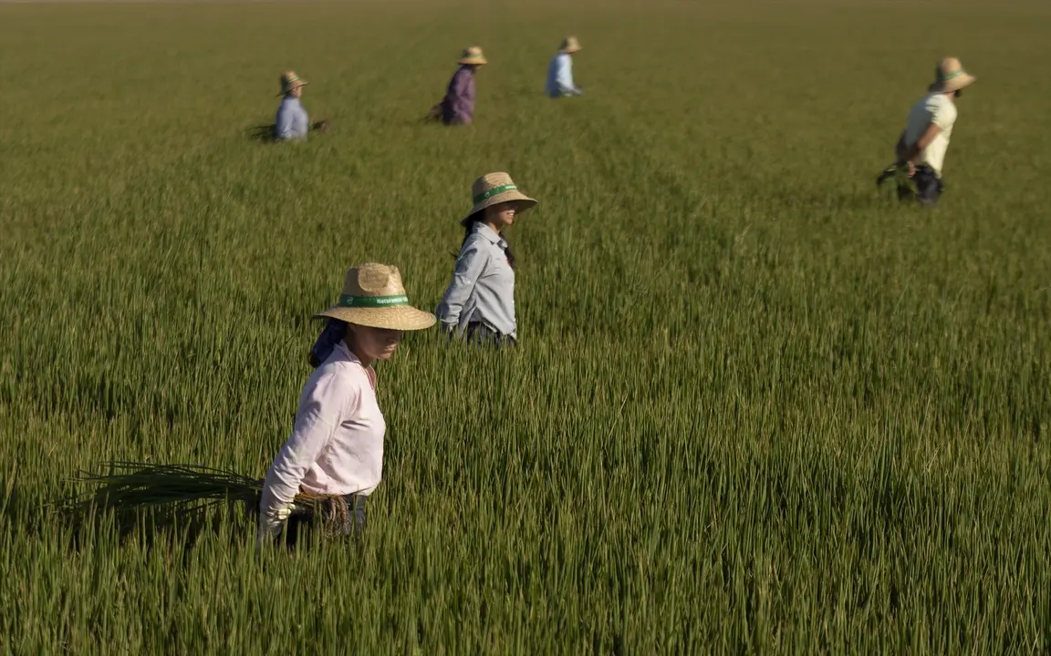 Un grupo de jornaleros durante su labor, escardar arroz. EP / Mar&iacute;a Jos&eacute; L&oacute;pez