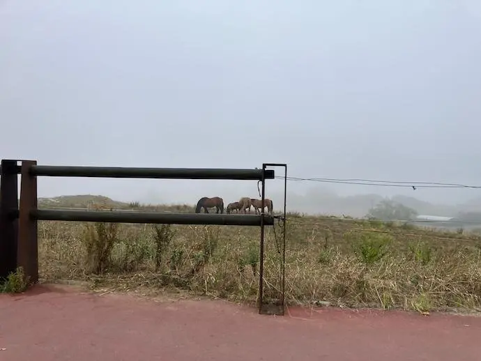 Vista de varios caballos en una finca junto a la r&iacute;a Pas en Miengo cubierta de niebla.