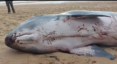 Aparece el cad&aacute;ver de un cachalote pigmeo en la playa del Regat&oacute;n de Laredo. / Recarva