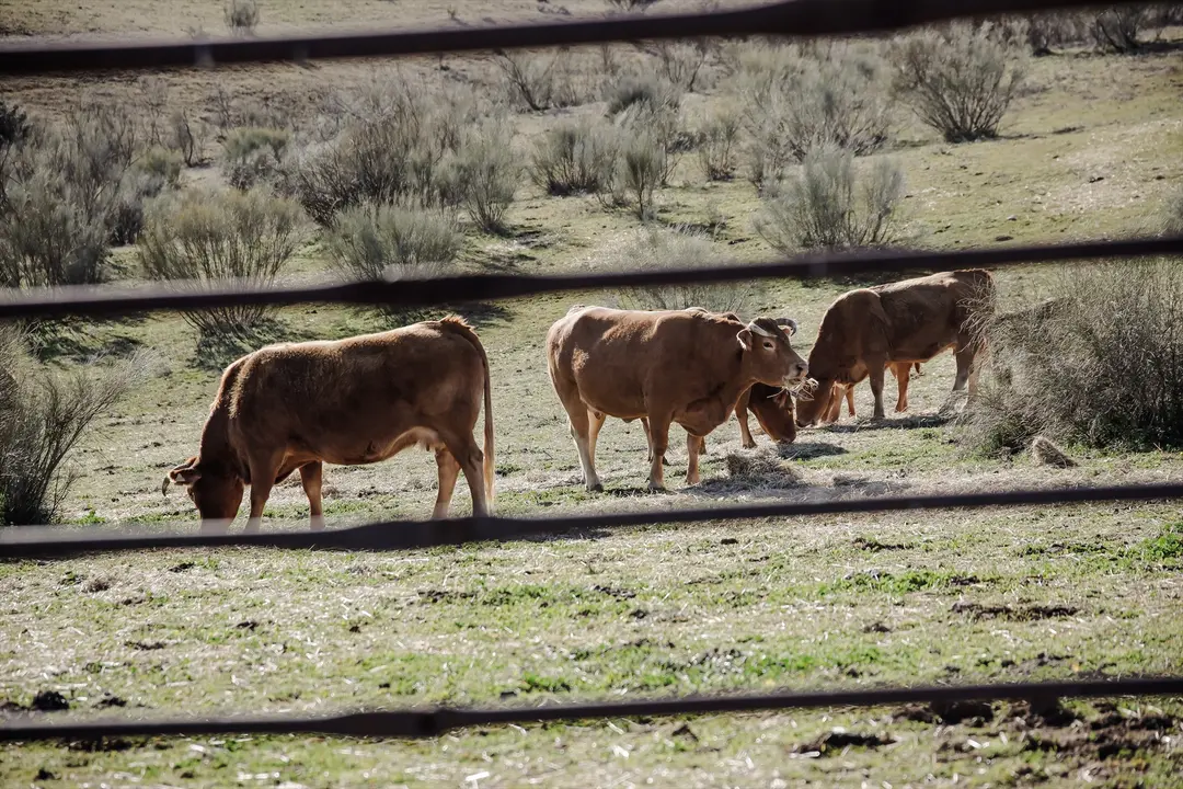 Varias vacas pastando en una actividad ganadera. EP / Carlos Luj&aacute;n