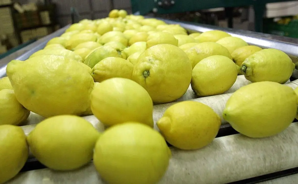 Limones tras ser recogidos. EP