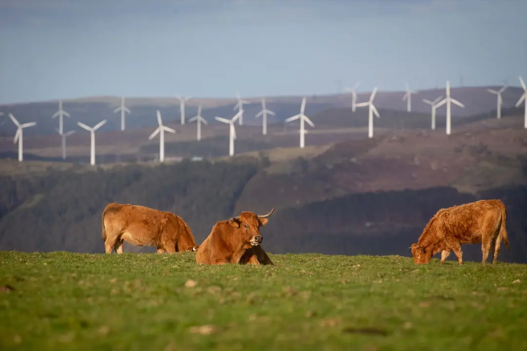 Varias vacas y detr&aacute;s un parque e&oacute;lico. / Carlos Castro / Archivo