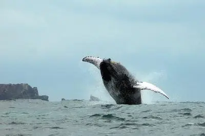 Un ejemplar de ballena joroba saltando. / Alerta