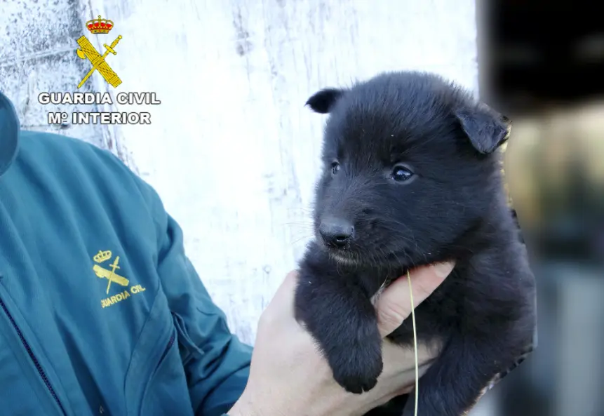 Uno de los cachorros salvados por la Guardia Civil.