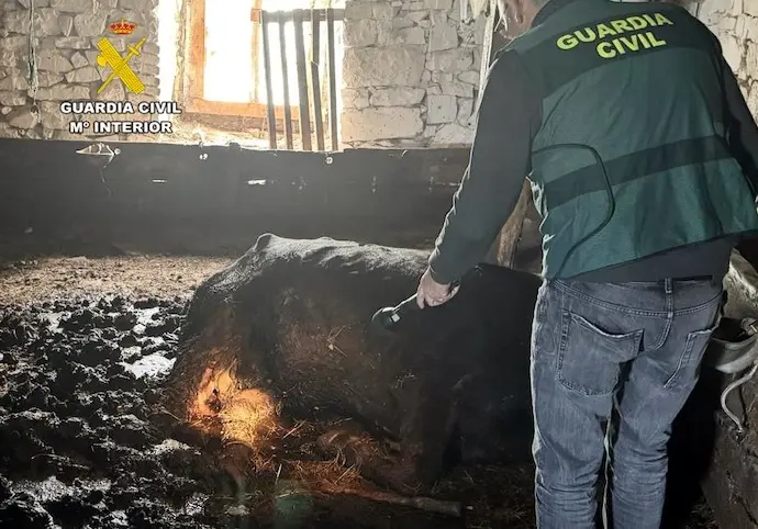 La Guardia Civil de Cantabria, ha procedido a instruir diligencias en calidad de investigado, a un var&oacute;n, como presunto autor de un delito de maltrato animal, con el resultado de una vaca y un ternero muertos, hechos ocurridos en el t&eacute;rmino municipal de Tudanca.