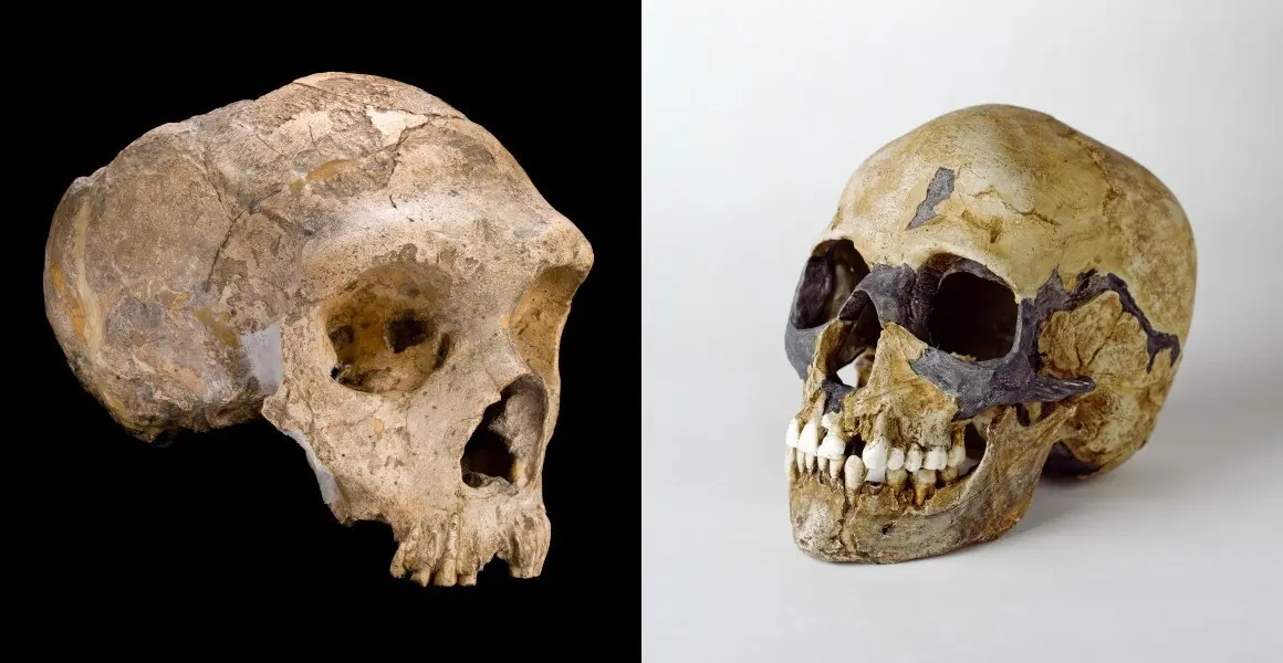 Los neandertales (izquierda) y el Homo sapiens (derecha) son los parientes m&aacute;s cercanos entre s&iacute; y puideron cruzarse. THE TRUSTEES OF THE NATURAL HISTORY MUSEUM