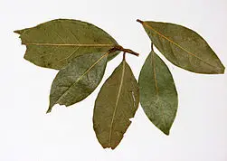 Varias hojas de laurel. EP