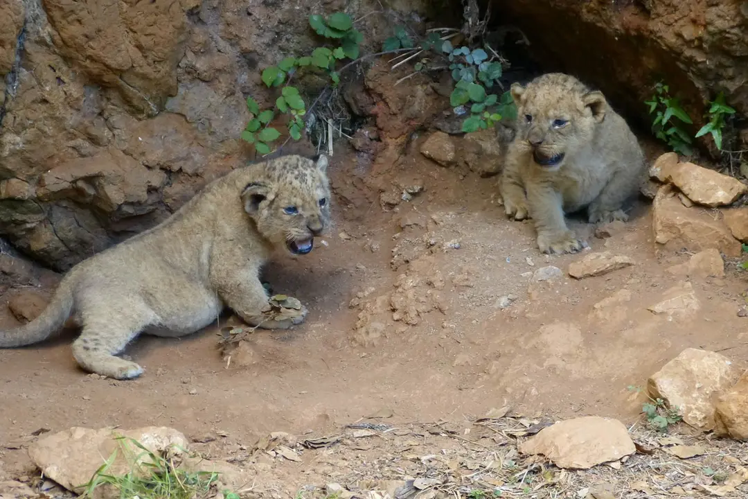 Dos nuevos leones que han nacido en el Parque de la Naturaleza de Cab&aacute;rceno. / A.E.