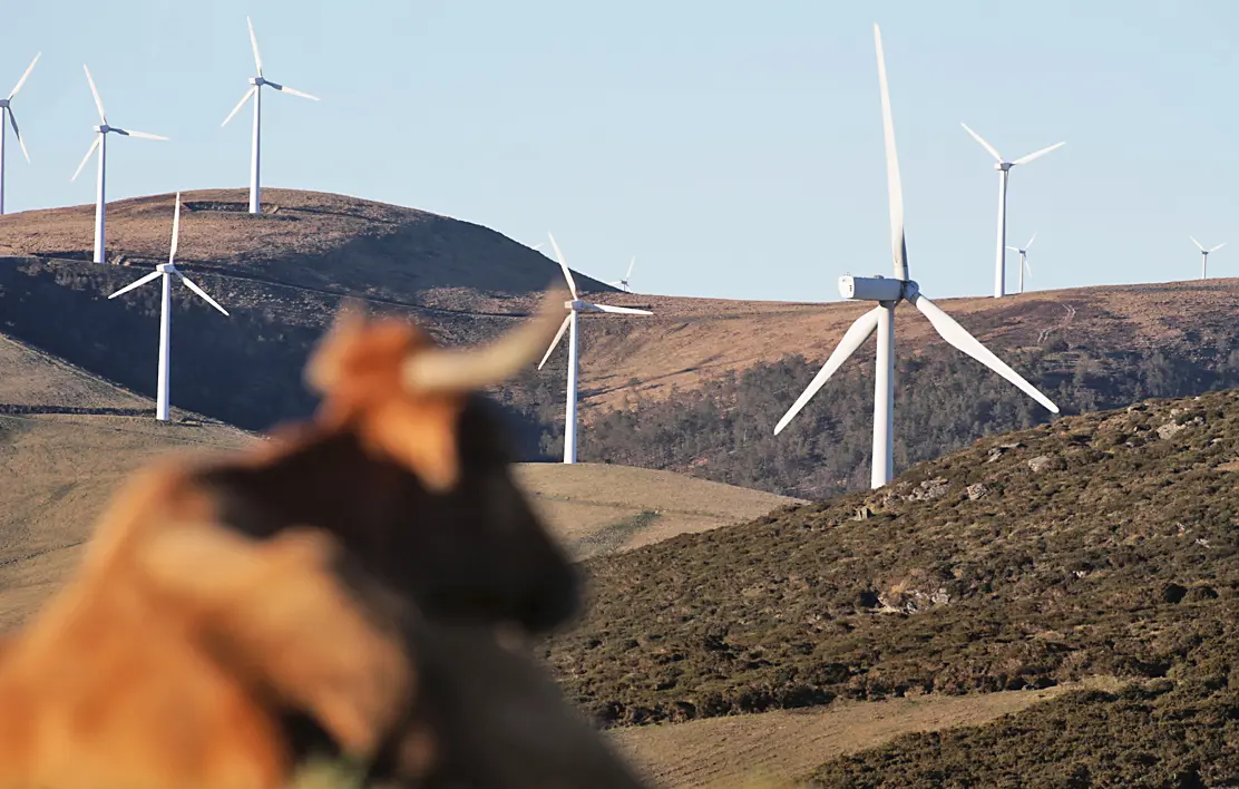Una vaca cerca de un varios molinos que conforman un parque e&oacute;lico en la regi&oacute;n. / Alerta