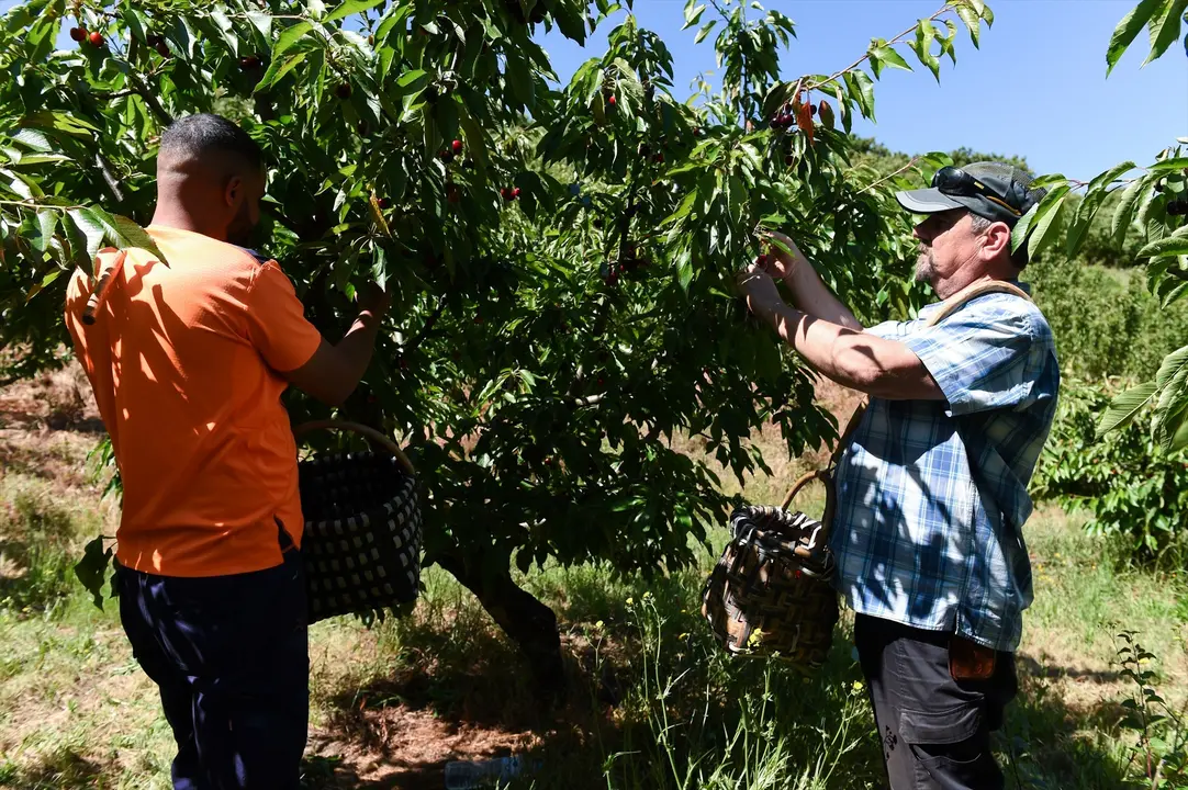 Varios agricultores durante la recolecci&oacute;n de cerezas. Gustavo Valiente