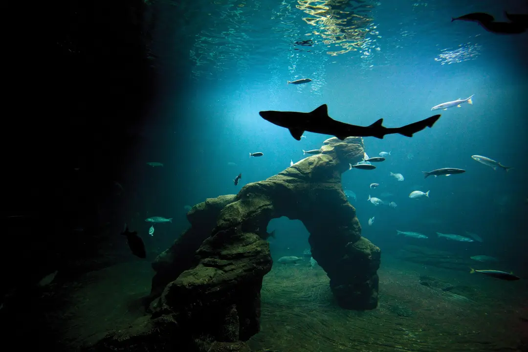 Tiburones en el Museo Mar&iacute;timo de Santander. / EP