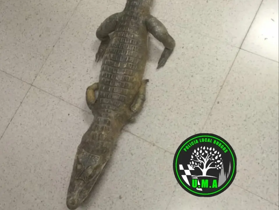 Los agentes comprobaron que se trataba de una especie disecada. / Polic&iacute;a de Burgos