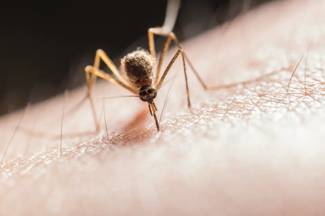 La principal fuente de transmisi&oacute;n del virus del Nilo occidental es la picadura del mosquito. / EP