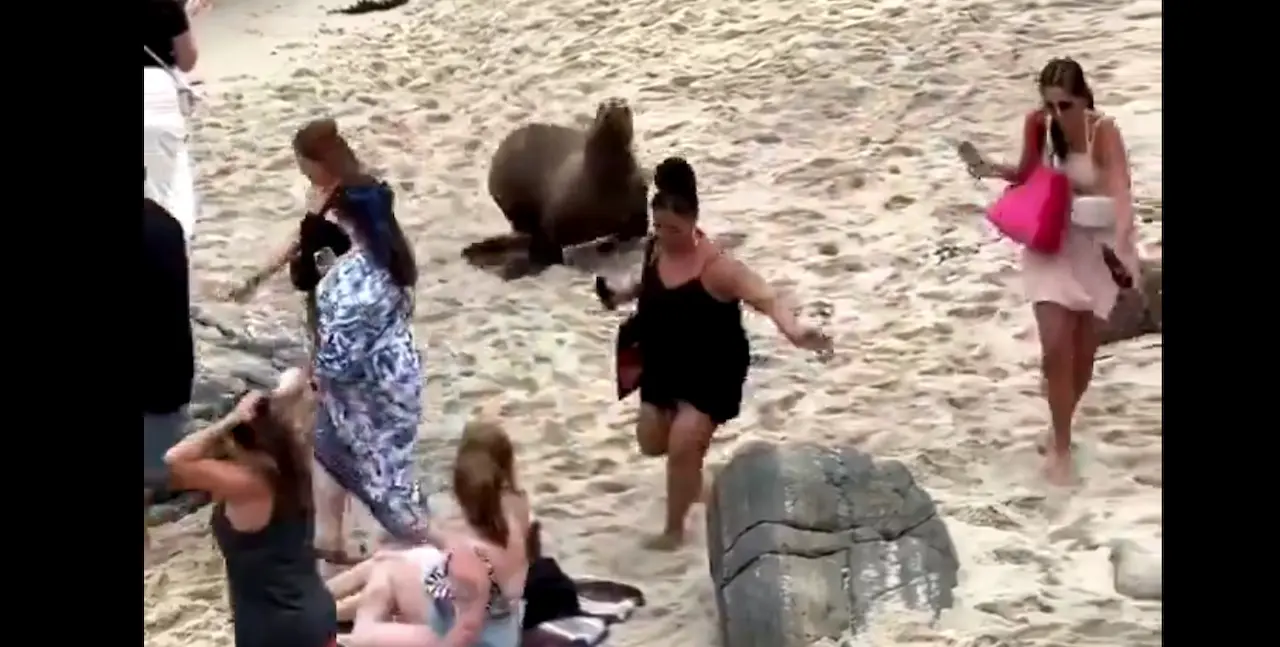 El v&iacute;deo viral que enga&ntilde;&oacute; a miles de ba&ntilde;istas en Comillas.