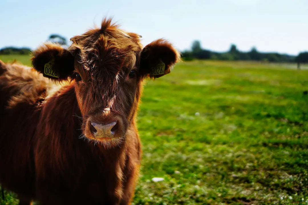 Una vaca de una granja. / A.E
