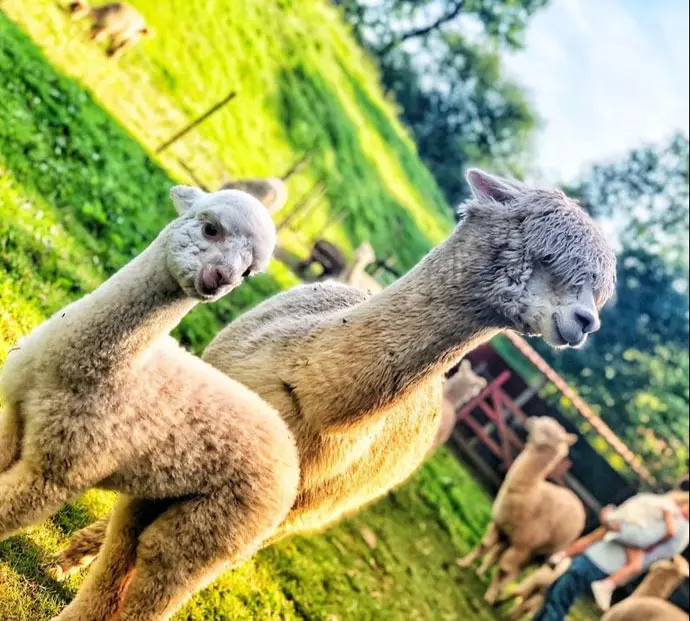 Las alpacas se han vuelto virales gracias a v&iacute;deos de TikTok. / Instagram A.C.