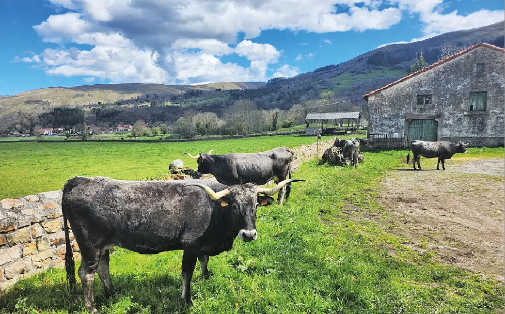 Varios ejemplares de vaca tudanca en una explotaci&oacute;n ganadera de Cantabria. / ALERTA