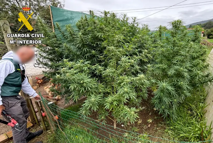 Un Guardia Civil frente a la plantaci&oacute;n de marihuana que ten&iacute;a esta pareja de Toranzo. / OPC