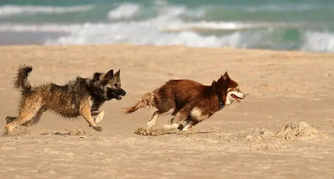 Dos perros disfrutando de la playa para perros. / A.E