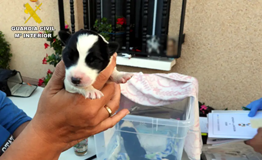 La Guardia Civil investiga a un var&oacute;n que presuntamente abandon&oacute; a cuatro cachorros en un contenedor de basura.