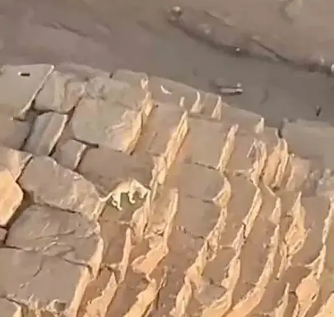 El perro en la piramide de Egipto. / Red X