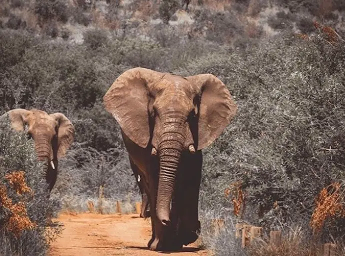 Uno de los elefantes del  parque de Sudafrica. / IG